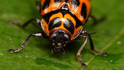Cryptocephalus sexpunctatus - Portrait Full view here:
https://www.jungledragon.com/image/94663/cryptocephalus_sexpunctatus_-_female.html Chrysomelidae,Cryptocephalinae,Cryptocephalini,Cryptocephalus,Cryptocephalus sexpunctatus,nl: Zesstippelvalkever