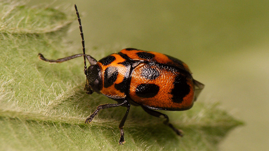 Cryptocephalus sexpunctatus - Female Portrait here:<br />
<figure class="photo"><a href="https://www.jungledragon.com/image/94662/cryptocephalus_sexpunctatus_-_portrait.html" title="Cryptocephalus sexpunctatus - Portrait"><img src="https://s3.amazonaws.com/media.jungledragon.com/images/3043/94662_thumb.jpg?AWSAccessKeyId=05GMT0V3GWVNE7GGM1R2&Expires=1769040010&Signature=D877cS0N%2Bf4jpudRAu9V4iBlZy4%3D" width="200" height="114" alt="Cryptocephalus sexpunctatus - Portrait Full view here:<br />
https://www.jungledragon.com/image/94663/cryptocephalus_sexpunctatus_-_female.html Chrysomelidae,Cryptocephalinae,Cryptocephalini,Cryptocephalus,Cryptocephalus sexpunctatus,nl: Zesstippelvalkever" /></a></figure> Chrysomelidae,Cryptocephalinae,Cryptocephalini,Cryptocephalus,Cryptocephalus sexpunctatus,nl: Zesstippelvalkever