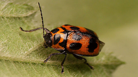 Cryptocephalus sexpunctatus - Female Portrait here:
https://www.jungledragon.com/image/94662/cryptocephalus_sexpunctatus_-_portrait.html Chrysomelidae,Cryptocephalinae,Cryptocephalini,Cryptocephalus,Cryptocephalus sexpunctatus,nl: Zesstippelvalkever