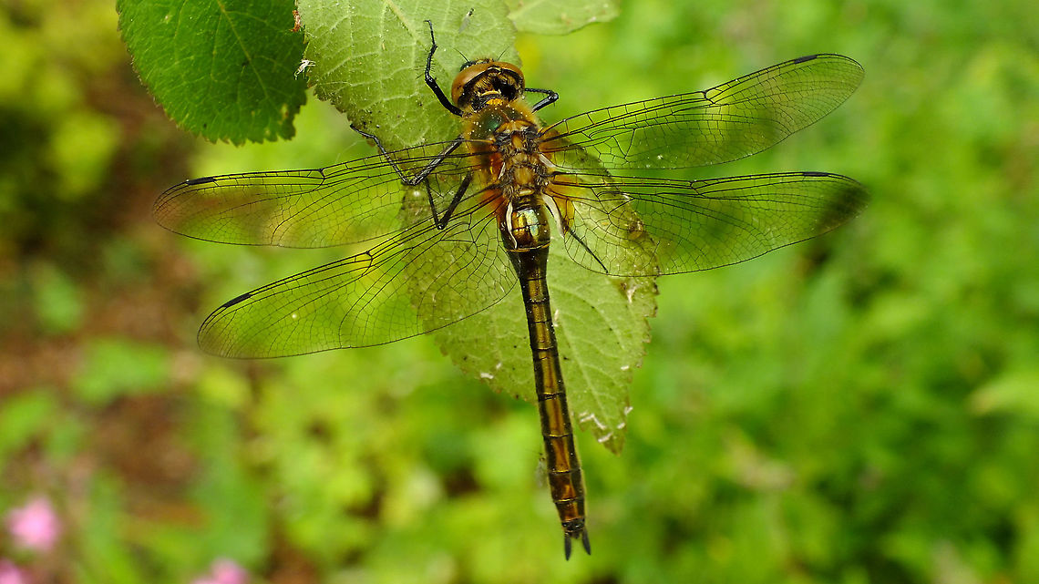Cordulia aenea - Female Too big for my usual camera set-ups and I'm not adequate with the camera for "big stuff" ... oh well ...<br />
Detail of "downy" body here:<br />
<figure class="photo"><a href="https://www.jungledragon.com/image/94699/cordulia_aenea_-_downy.html" title="Cordulia aenea - Downy"><img src="https://s3.amazonaws.com/media.jungledragon.com/images/3043/94699_thumb.jpg?AWSAccessKeyId=05GMT0V3GWVNE7GGM1R2&Expires=1769040010&Signature=0pTujxI37l15NsaKtWgcPnCZvhk%3D" width="200" height="114" alt="Cordulia aenea - Downy Full lady here:<br />
https://www.jungledragon.com/image/94698/cordulia_aenea_-_female.html Anisoptera,Cordulia,Cordulia aenea,Downy emerald,Dragonfly,Jane's garden,Libelluloidea,Odonata,nl: Smaragdlibel" /></a></figure> Anisoptera,Cordulia,Cordulia aenea,Downy emerald,Dragonfly,Jane's garden,Libelluloidea,Odonata,nl: Smaragdlibel