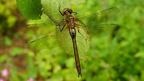 Cordulia aenea - Female Too big for my usual camera set-ups and I'm not adequate with the camera for "big stuff" ... oh well ...
Detail of "downy" body here:
https://www.jungledragon.com/image/94699/cordulia_aenea_-_downy.html Anisoptera,Cordulia,Cordulia aenea,Downy emerald,Dragonfly,Jane's garden,Libelluloidea,Odonata,nl: Smaragdlibel