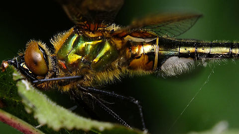 Cordulia aenea - Downy Full lady here:
https://www.jungledragon.com/image/94698/cordulia_aenea_-_female.html Anisoptera,Cordulia,Cordulia aenea,Downy emerald,Dragonfly,Jane's garden,Libelluloidea,Odonata,nl: Smaragdlibel