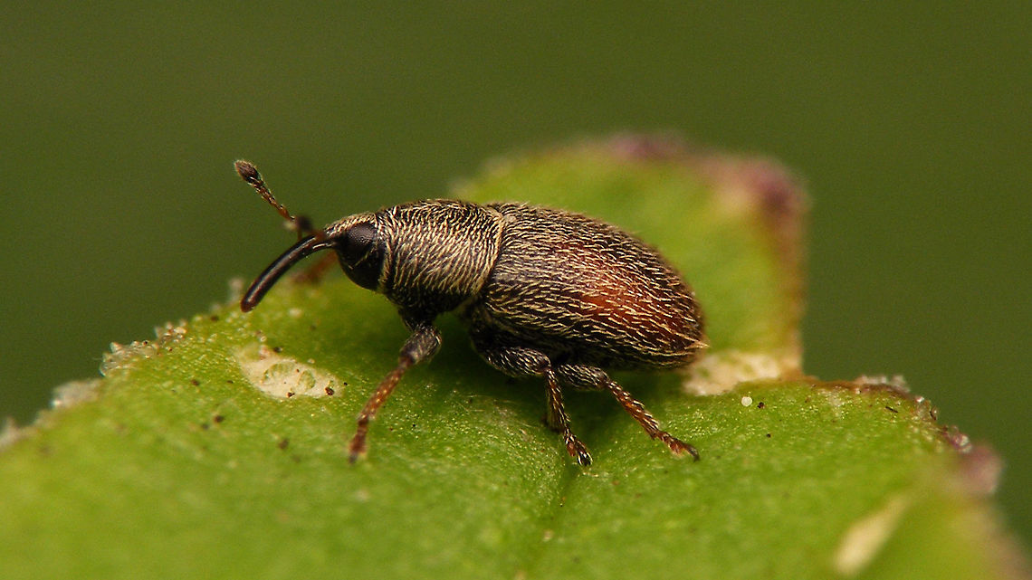 Mecinus pascuorum At around 2mm, I once again bodged the entire series with &quot;zooming disease&quot; :-(  Curculionidae,Curculioninae,Jane's garden,Mecinini,Mecinus,Mecinus pascuorum,Weevil