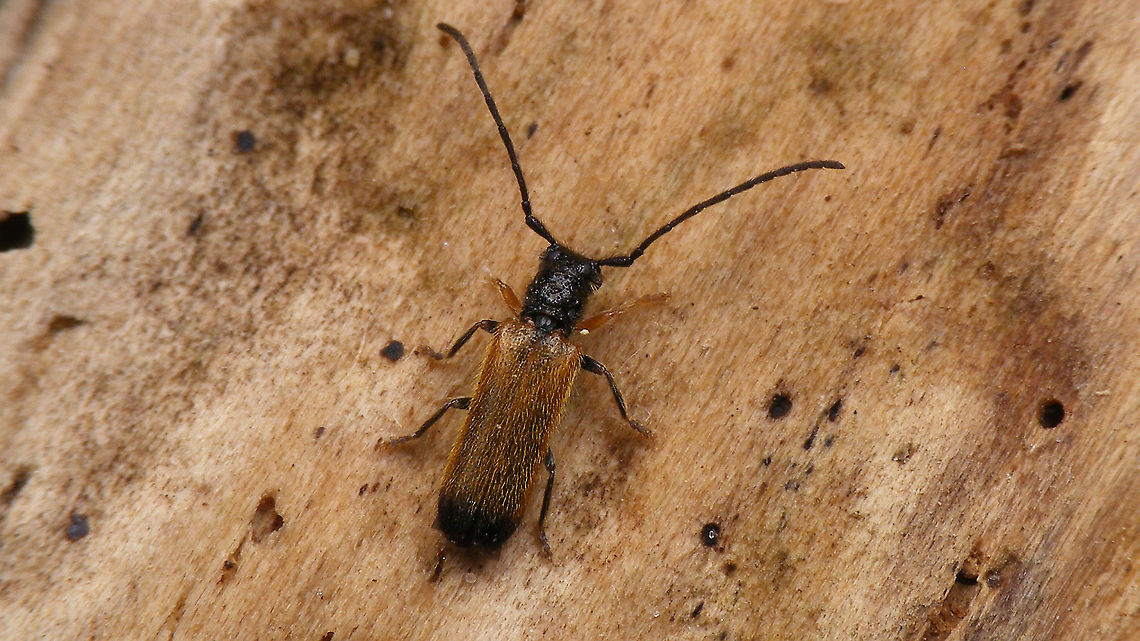 Tetrops praeustus  Jane's garden,Lamiinae,Longhorn beetle,Tetrops,Tetrops praeustus,cerambycidae,nl: Gewone dwergboktor