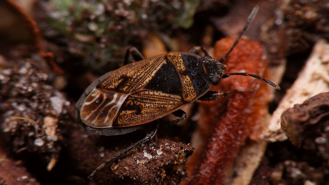Trapezonotus arenarius - Female  Gonianotini,Jane's garden,Lygaeidae,Rhyparochromidae,Rhyparochrominae,Trapezonotus,Trapezonotus arenarius,nl: Zandschuinschild