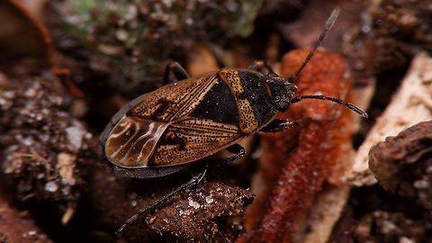 Trapezonotus arenarius - Female  Gonianotini,Jane's garden,Lygaeidae,Rhyparochromidae,Rhyparochrominae,Trapezonotus,Trapezonotus arenarius,nl: Zandschuinschild