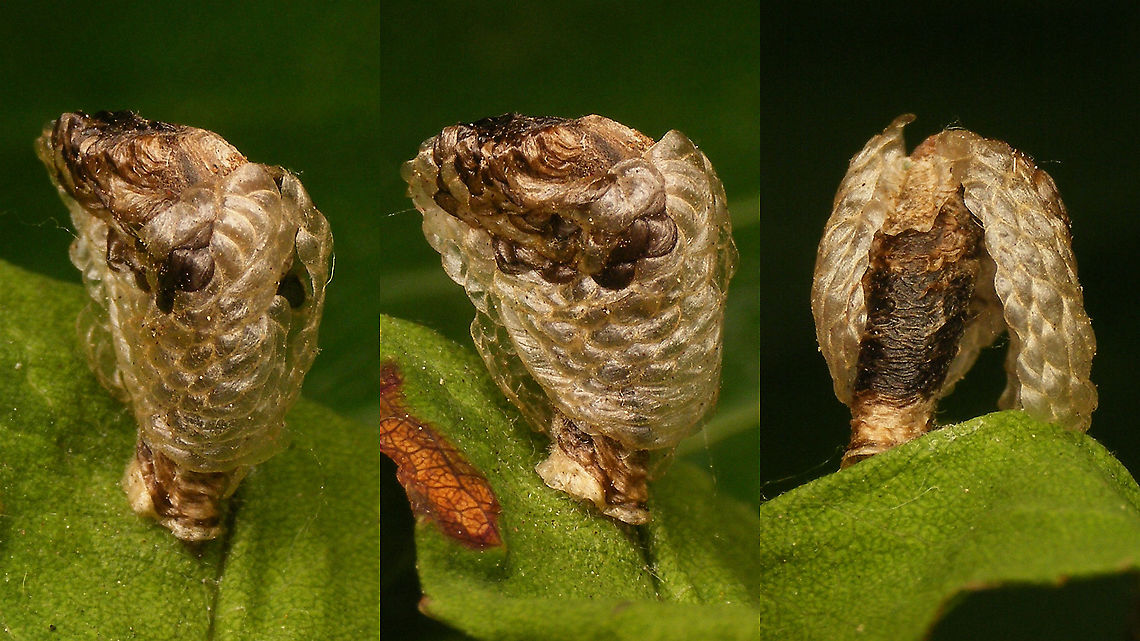 Bird dropping on the move (Coleophora kuehnella) Another larva/case of Coleophora kuehnella, this time with less dark patches toward the base.<br />
For the image on the right I had opened the shell a little to look inside ... Coleophora,Coleophora kuehnella,Coleophoridae,Lepidoptera,Pistol case,larva