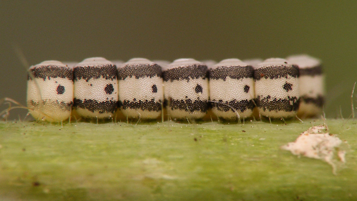 Eurydema oleracea - Eggs (close-up)  Eggs,Eurydema,Eurydema oleracea,Hemiptera,Heteroptera,Jane's garden,Ovae,Pentatomidae,Strachiini,nl: Koolschidwants