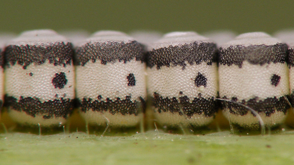 Eurydema oleracea - Eggs  Eggs,Eurydema,Eurydema oleracea,Hemiptera,Heteroptera,Jane's garden,Ovae,Pentatomidae,Strachiini,nl: Koolschidwants