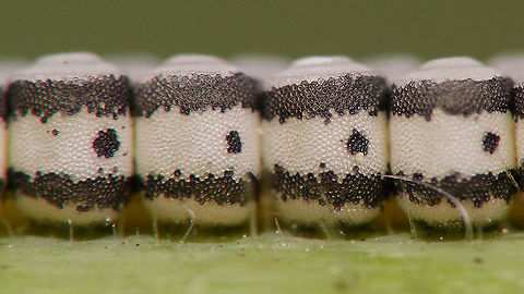 Eurydema oleracea - Eggs  Eggs,Eurydema,Eurydema oleracea,Hemiptera,Heteroptera,Jane's garden,Ovae,Pentatomidae,Strachiini,nl: Koolschidwants