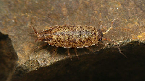 Porcellionides cingendus Antenna on the left has suffered some damage earlier in its development.
Detail of pleon here:
https://www.jungledragon.com/image/94757/porcellionides_cingendus_-_detail_of_pleon.html Ireland,Isopoda,Oniscidea,Porcellionidae,Porcellionides,Porcellionides cingendus,Woodlouse