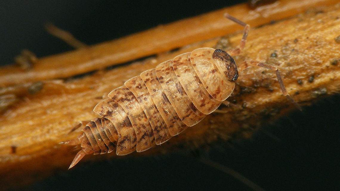 Porcellionides cingendus - Pale  Ireland,Isopoda,Oniscidea,Porcellionidae,Porcellionides,Porcellionides cingendus,Woodlouse