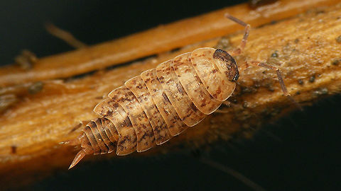 Porcellionides cingendus - Pale  Ireland,Isopoda,Oniscidea,Porcellionidae,Porcellionides,Porcellionides cingendus,Woodlouse