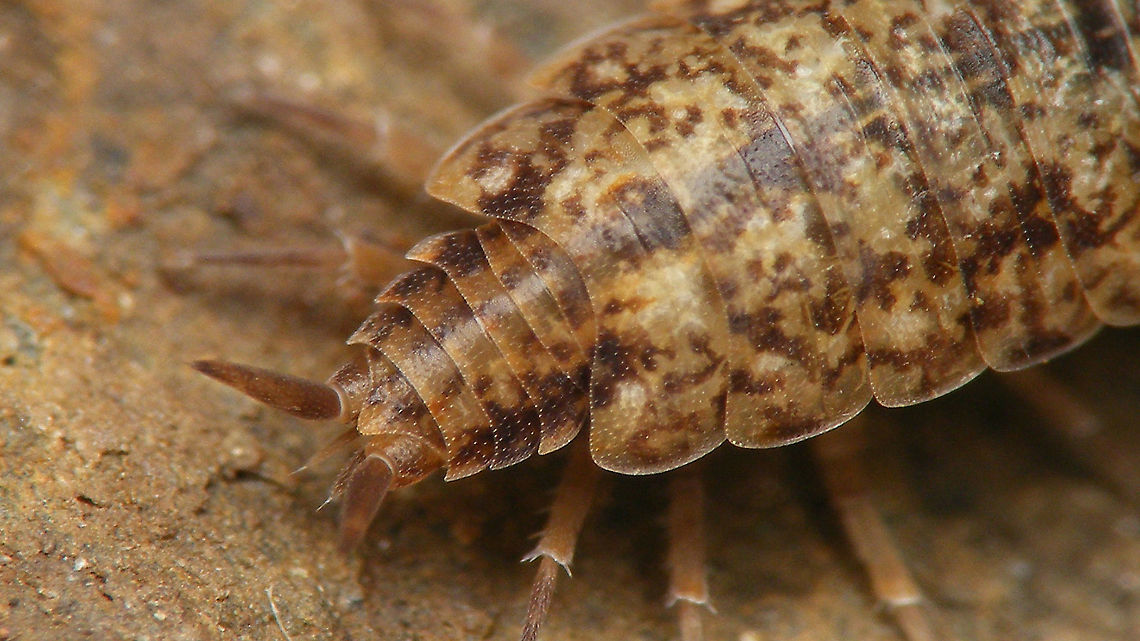 Porcellionides cingendus - Detail of pleon Detail showing the pleon (&quot;abdomen&quot;), clearly abruptly narrower that the pereion (&quot;thorax&quot;).<br />
Full shot of same Woodlouse here:<br />
<figure class="photo"><a href="https://www.jungledragon.com/image/94755/porcellionides_cingendus.html" title="Porcellionides cingendus"><img src="https://s3.amazonaws.com/media.jungledragon.com/images/3043/94755_thumb.jpg?AWSAccessKeyId=05GMT0V3GWVNE7GGM1R2&Expires=1759968010&Signature=CcaghYGOl8l14%2FMAtL%2B0GNILL2s%3D" width="200" height="114" alt="Porcellionides cingendus Antenna on the left has suffered some damage earlier in its development.<br />
Detail of pleon here:<br />
https://www.jungledragon.com/image/94757/porcellionides_cingendus_-_detail_of_pleon.html Ireland,Isopoda,Oniscidea,Porcellionidae,Porcellionides,Porcellionides cingendus,Woodlouse" /></a></figure> Ireland,Isopoda,Oniscidea,Porcellionidae,Porcellionides,Porcellionides cingendus,Woodlouse