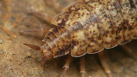 Porcellionides cingendus - Detail of pleon Detail showing the pleon ("abdomen"), clearly abruptly narrower that the pereion ("thorax").<br />
Full shot of same Woodlouse here:<br />
https://www.jungledragon.com/image/94755/porcellionides_cingendus.html Ireland,Isopoda,Oniscidea,Porcellionidae,Porcellionides,Porcellionides cingendus,Woodlouse