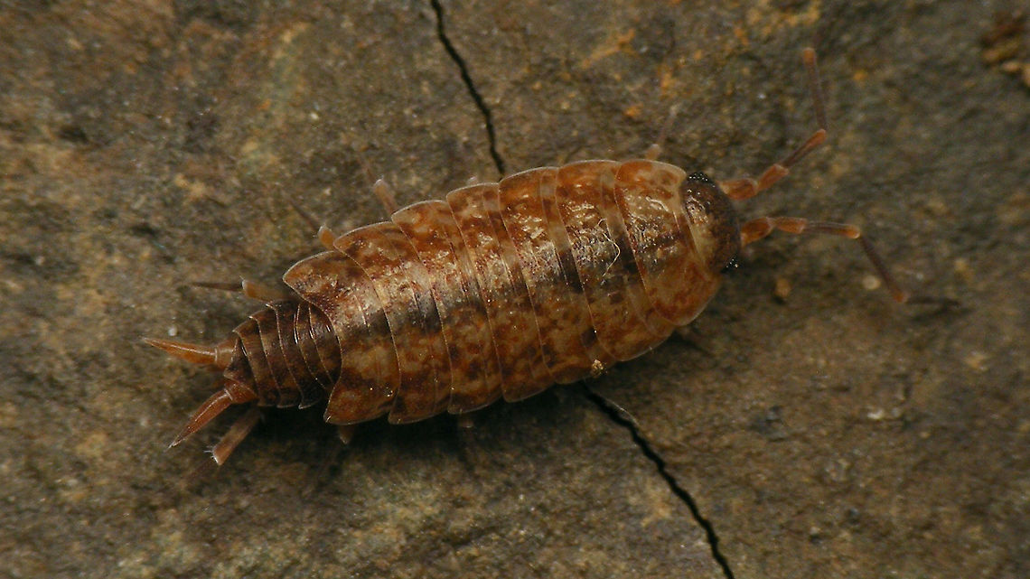 Porcellionides cingendus - Reddish-brown  Ireland,Isopoda,Oniscidea,Porcellionidae,Porcellionides,Porcellionides cingendus,Woodlouse