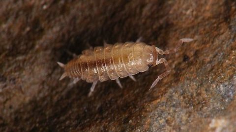 Porcellionides cingendus - Juvenile  Ireland,Isopoda,Oniscidea,Porcellionidae,Porcellionides,Porcellionides cingendus,Woodlouse