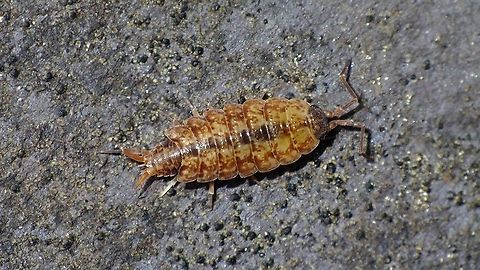 Porcellionides cingendus - Orange  Ireland,Isopoda,Oniscidea,Porcellionidae,Porcellionides,Porcellionides cingendus,Woodlouse