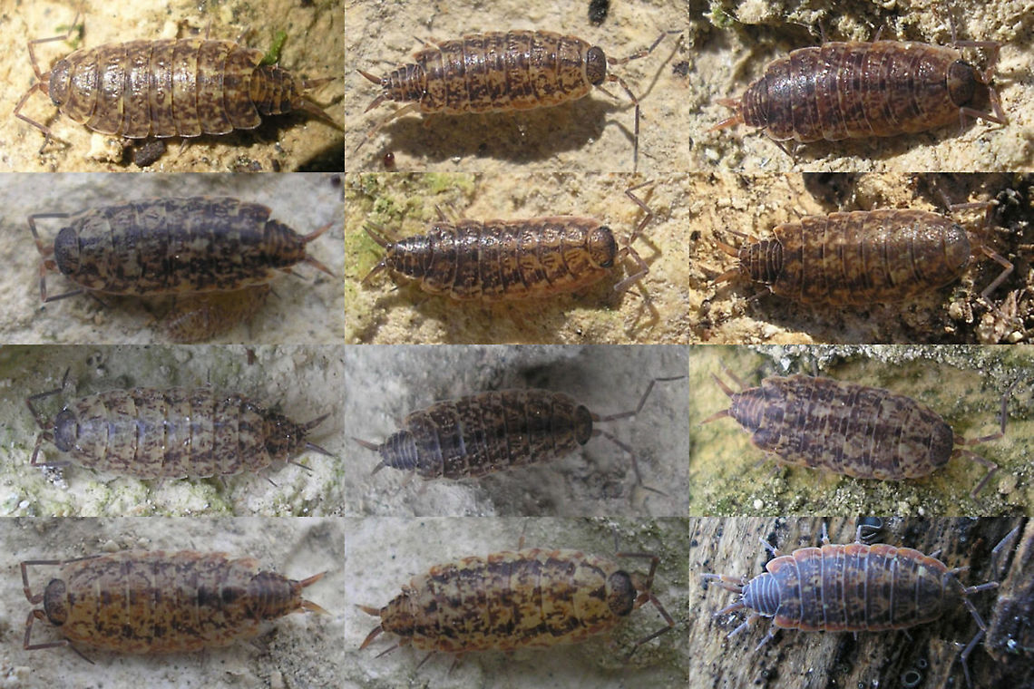 Porcellionides cingendus - Couleurs Rather old collage of some colour variants, all from France.<br />
Interestingly, Fauna Europaea doesn&#039;t list the species from France, but this is clearly erroneous - many, many publications have documented its presence there. France,Isopoda,Oniscidea,Porcellionidae,Porcellionides,Porcellionides cingendus,Woodlouse