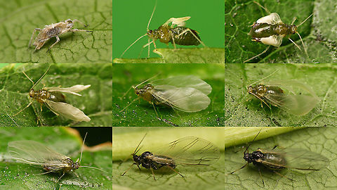 Bird cherry-oat aphid