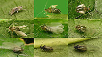 Rhopalosiphum padi - Teneral alate Series of freshly moulted alate of Rhopalosiphum padi pumping up its wings and gaining colour. 4K UHD,Aphid,Aphididae,Bird cherry-oat aphid,Eclosure,Jane's garden,Prunus padus,Rhopalosiphum,Rhopalosiphum padi,Sternorrhyncha,Teneral,nl: Vogelkersluis