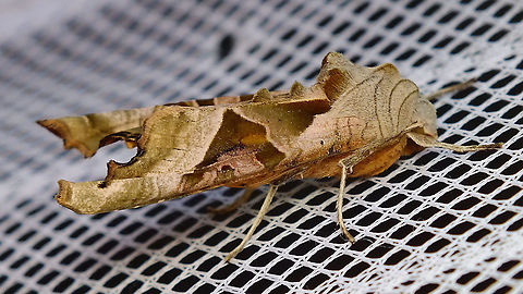 Phlogophora meticulosa on bathroom curtain A quick snapshot I took today, just adding the species for "me too"-satisfaction ... Angle Shades,Jane's garden,Lepidoptera,Noctuidae,Noctuinae,Phlogophora,Phlogophora meticulosa,Phlogophorini,nl: Agaatvlinder