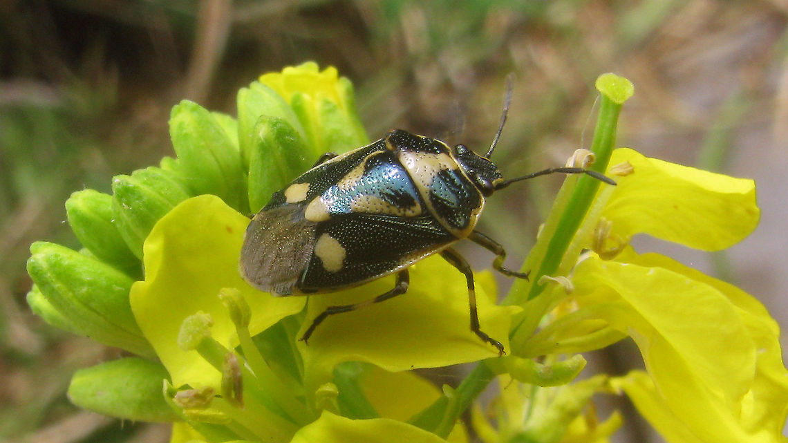 Eurydema oleracea - Extensive pale markings Rather older image that I just stumbled on, but showing a variant with more extensive pale/white markings. Eurydema,Eurydema oleracea,Hemiptera,Heteroptera,Netherlands,Pentatomidae,Strachiini,nl: Koolschidwants