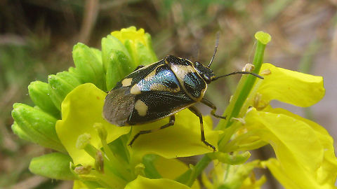 Eurydema oleracea - Extensive pale markings Rather older image that I just stumbled on, but showing a variant with more extensive pale/white markings. Eurydema,Eurydema oleracea,Hemiptera,Heteroptera,Netherlands,Pentatomidae,Strachiini,nl: Koolschidwants