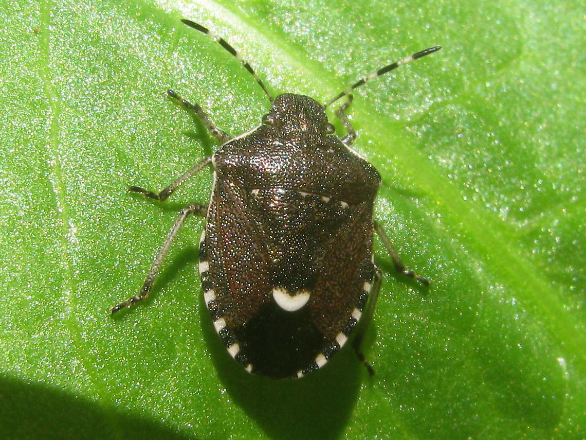 Holcostethus sphacelatus Noticed this species was still missing here ... Carpocorini,Holcostethus,Holcostethus sphacelatus,Pentatomidae,Pentatominae