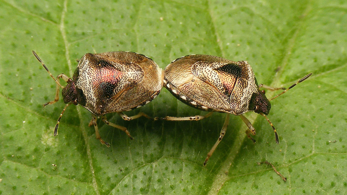 Stagonomus venustissimus - Copula  Eysarcorini,Eysarcoris,Eysarcoris venustissimus,Heteroptera,Jane's garden,Pentatomidae,Pentatominae,Stagonomus venustissimus,Woundwort shieldbug,copulation,nl: Andoornschildwants