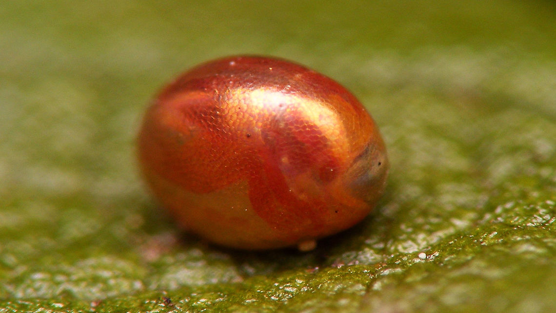Almost ... Single egg of a Coreidae on a leaf of a rose, almost ready to hatch - through the egg shell you can already clearly recognize structures such as legs and head :o)<br />
<br />
Update:<br />
It did take about two more days for the nymph to emerge after all and I just missed that happening, but this image shows the still teneral nymph, together with the empty egg:<br />
<figure class="photo"><a href="https://www.jungledragon.com/image/95365/elvis_has_left_the_building.html" title="Elvis has left the building"><img src="https://s3.amazonaws.com/media.jungledragon.com/images/3043/95365_thumb.jpg?AWSAccessKeyId=05GMT0V3GWVNE7GGM1R2&Expires=1767225610&Signature=cZVmW7N%2By8GW%2B2%2FagZPofhsu8WQ%3D" width="200" height="114" alt="Elvis has left the building Nymph that emerged from the egg shown below. Did take about two more days after all. This image was taken no more than one hour after emerging (missed that moment *rolleyes*).<br />
https://www.jungledragon.com/image/95259/almost_.html Coreidae,Coreoidea,Gonocerus,Gonocerus acuteangulatus,Heteroptera,Jane&#039;s garden,egg,nl: Smalle randwants,nymph,ovae,teneral" /></a></figure><br />
Close-up of empty egg shell:<br />
<figure class="photo"><a href="https://www.jungledragon.com/image/95366/gonocerus_acuteangulatus_-_empty_egg.html" title="Gonocerus acuteangulatus - Empty egg"><img src="https://s3.amazonaws.com/media.jungledragon.com/images/3043/95366_thumb.jpg?AWSAccessKeyId=05GMT0V3GWVNE7GGM1R2&Expires=1767225610&Signature=9da1GuPi%2Fl6nNKNr1lCN2bIyRHs%3D" width="200" height="150" alt="Gonocerus acuteangulatus - Empty egg For complete series see with this image:<br />
https://www.jungledragon.com/image/95259/almost_.html Coreidae,Coreoidea,Gonocerus,Gonocerus acuteangulatus,Heteroptera,Jane&#039;s garden,egg,nl: Smalle randwants,ovae" /></a></figure><br />
The same nymph, about half a day later - now in &quot;normal&quot; colours:<br />
<figure class="photo"><a href="https://www.jungledragon.com/image/95367/gonocerus_acuteangulatus_-_l1.html" title="Gonocerus acuteangulatus - L1"><img src="https://s3.amazonaws.com/media.jungledragon.com/images/3043/95367_thumb.jpg?AWSAccessKeyId=05GMT0V3GWVNE7GGM1R2&Expires=1767225610&Signature=CvoG05NjpfdEHVmvOefj9idTuzI%3D" width="200" height="114" alt="Gonocerus acuteangulatus - L1 First stadium nymph, about half a day after emerging from egg.<br />
For complete series see with this image:<br />
https://www.jungledragon.com/image/95259/almost_.html Coreidae,Coreoidea,Gonocerus,Gonocerus acuteangulatus,Heteroptera,Jane&#039;s garden,nl: Smalle randwants,nymph" /></a></figure> Coreidae,Coreoidea,Gonocerus,Gonocerus acuteangulatus,Heteroptera,Jane's garden,egg,nl: Smalle randwants,ovae