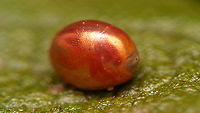 Almost ... Single egg of a Coreidae on a leaf of a rose, almost ready to hatch - through the egg shell you can already clearly recognize structures such as legs and head :o)<br />
<br />
Update:<br />
It did take about two more days for the nymph to emerge after all and I just missed that happening, but this image shows the still teneral nymph, together with the empty egg:<br />
https://www.jungledragon.com/image/95365/elvis_has_left_the_building.html<br />
Close-up of empty egg shell:<br />
https://www.jungledragon.com/image/95366/gonocerus_acuteangulatus_-_empty_egg.html<br />
The same nymph, about half a day later - now in "normal" colours:<br />
https://www.jungledragon.com/image/95367/gonocerus_acuteangulatus_-_l1.html Coreidae,Coreoidea,Gonocerus,Gonocerus acuteangulatus,Heteroptera,Jane's garden,egg,nl: Smalle randwants,ovae