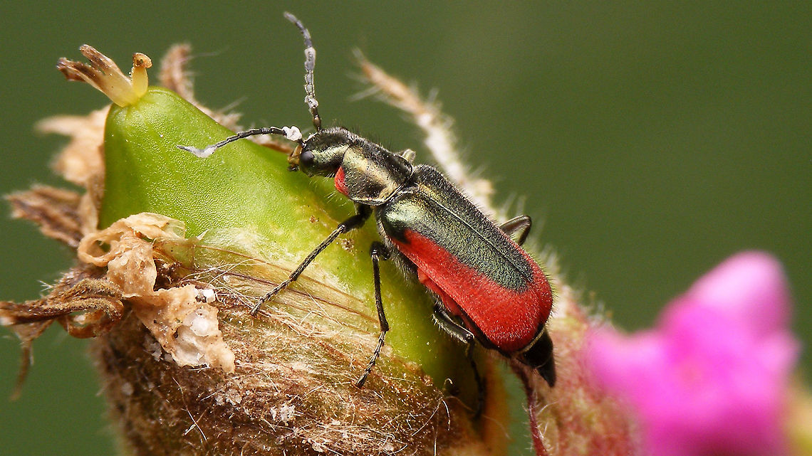 Malachius aeneus - Female This one had me fooled on first sight, thinking that it should be a male with the excitators on the antennae, but it&#039;s a lady after all - in need of an antennicure...<br />
<br />
Close-up of hairy elytra here:<br />
<figure class="photo"><a href="https://www.jungledragon.com/image/95261/malachius_aeneus_-_hairs_on_elytra.html" title="Malachius aeneus - Hairs on elytra"><img src="https://s3.amazonaws.com/media.jungledragon.com/images/3043/95261_thumb.jpg?AWSAccessKeyId=05GMT0V3GWVNE7GGM1R2&Expires=1759968010&Signature=ZYklSw4JanwhcHJrzecMKdUioFg%3D" width="200" height="114" alt="Malachius aeneus - Hairs on elytra Full lady here:<br />
https://www.jungledragon.com/image/95260/malachius_aeneus_-_female.html Cleroidea,Jane&#039;s garden,Malachiidae,Malachiinae,Malachius,Malachius aeneus,Melyridae,nl: Glanzende basterdweekschild" /></a></figure> Cleroidea,Jane's garden,Malachiidae,Malachiinae,Malachius,Malachius aeneus,Melyridae,nl: Glanzende basterdweekschild