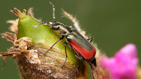 Malachius aeneus - Female This one had me fooled on first sight, thinking that it should be a male with the excitators on the antennae, but it's a lady after all - in need of an antennicure...

Close-up of hairy elytra here:
https://www.jungledragon.com/image/95261/malachius_aeneus_-_hairs_on_elytra.html Cleroidea,Jane's garden,Malachiidae,Malachiinae,Malachius,Malachius aeneus,Melyridae,nl: Glanzende basterdweekschild