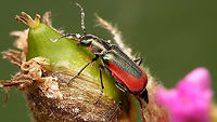 Malachius aeneus - Female This one had me fooled on first sight, thinking that it should be a male with the excitators on the antennae, but it's a lady after all - in need of an antennicure...<br />
<br />
Close-up of hairy elytra here:<br />
https://www.jungledragon.com/image/95261/malachius_aeneus_-_hairs_on_elytra.html Cleroidea,Jane's garden,Malachiidae,Malachiinae,Malachius,Malachius aeneus,Melyridae,nl: Glanzende basterdweekschild