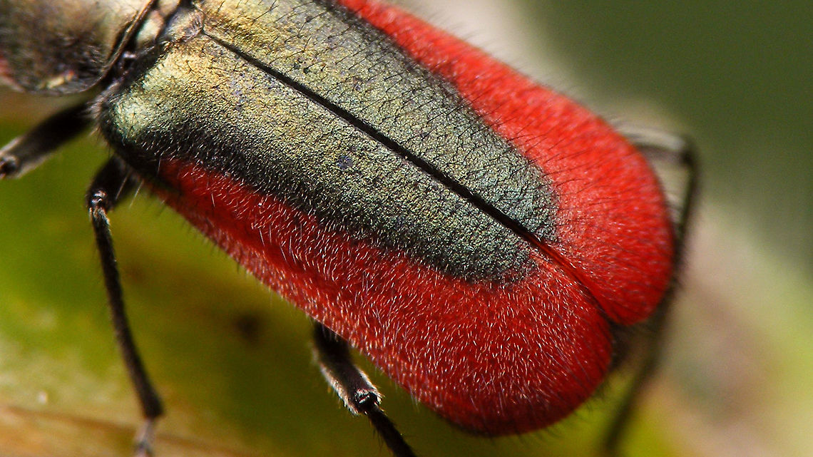 Malachius aeneus - Hairs on elytra Full lady here:<br />
<figure class="photo"><a href="https://www.jungledragon.com/image/95260/malachius_aeneus_-_female.html" title="Malachius aeneus - Female"><img src="https://s3.amazonaws.com/media.jungledragon.com/images/3043/95260_thumb.jpg?AWSAccessKeyId=05GMT0V3GWVNE7GGM1R2&Expires=1770854410&Signature=xcy8B9HgUh31OSaidL6HehNB1qI%3D" width="200" height="114" alt="Malachius aeneus - Female This one had me fooled on first sight, thinking that it should be a male with the excitators on the antennae, but it's a lady after all - in need of an antennicure...<br />
<br />
Close-up of hairy elytra here:<br />
https://www.jungledragon.com/image/95261/malachius_aeneus_-_hairs_on_elytra.html Cleroidea,Jane's garden,Malachiidae,Malachiinae,Malachius,Malachius aeneus,Melyridae,nl: Glanzende basterdweekschild" /></a></figure> Cleroidea,Jane's garden,Malachiidae,Malachiinae,Malachius,Malachius aeneus,Melyridae,nl: Glanzende basterdweekschild