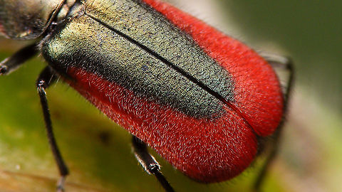 Malachius aeneus - Hairs on elytra Full lady here:
https://www.jungledragon.com/image/95260/malachius_aeneus_-_female.html Cleroidea,Jane's garden,Malachiidae,Malachiinae,Malachius,Malachius aeneus,Melyridae,nl: Glanzende basterdweekschild