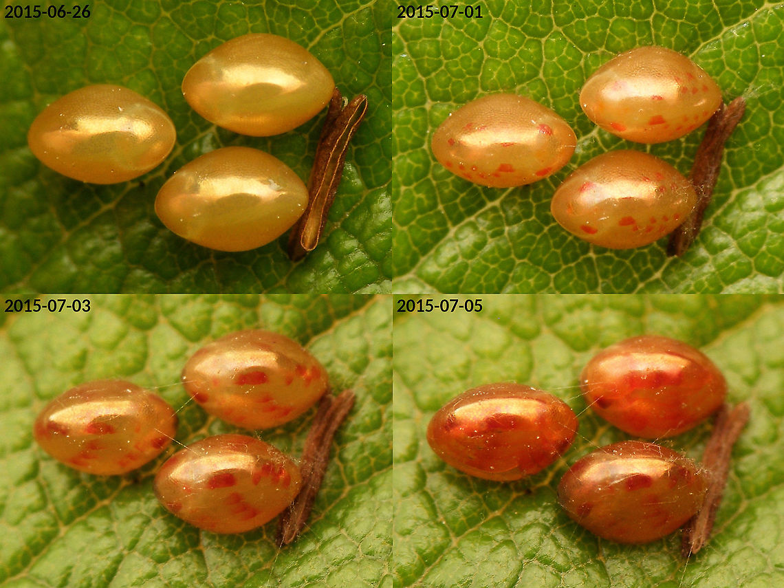 Gonocerus acuteangulatus - Eggs development Uploaded another egg today and realized I somehow never stored some of the other eggs here :o) Coreidae,Coreoidea,Eggs,Gonocerus,Gonocerus acuteangulatus,Heteroptera,Jane's garden,nl: Smalle randwants,ovae