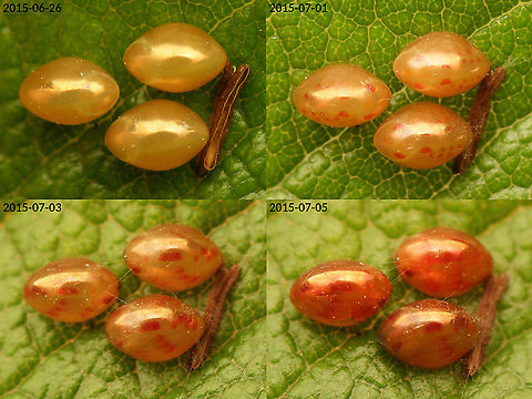 Gonocerus acuteangulatus - Eggs development Uploaded another egg today and realized I somehow never stored some of the other eggs here :o) Coreidae,Coreoidea,Eggs,Gonocerus,Gonocerus acuteangulatus,Heteroptera,Jane's garden,nl: Smalle randwants,ovae