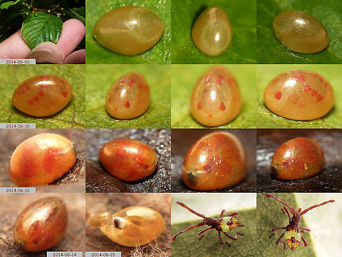 Gonocerus acuteangulatus - Egg to nymph Uploaded another egg today and realized I somehow never stored some of the other eggs here :o) Coreidae,Coreoidea,Eggs,Gonocerus,Gonocerus acuteangulatus,Heteroptera,nl: Smalle randwants,ovae