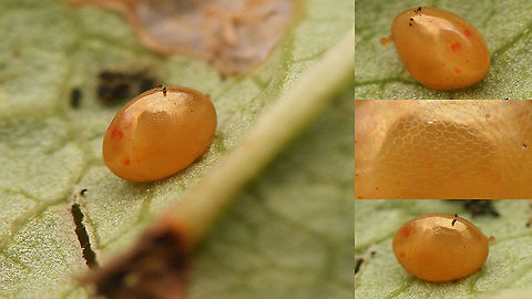 Coreus marginatus - Mature egg  Coreidae,Coreoidea,Coreus,Coreus marginatus,Dock bug,Heteroptera,Jane's garden,egg,nl: Zuringrandwants,ovae