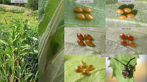 Coreus marginatus - Eggs to nymph Rather old series, but still a useful docu I suppose... Coreidae,Coreoidea,Coreus,Coreus marginatus,Dock bug,Heteroptera,eggs,nl: Zuringrandwants,ovae