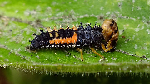 Harmonia axyridis larva eating Propylea quatuordecimpunctata pupa  Coccinellidae,Coccinellinae,Harmonia,Harmonia axyridis,Jane's garden,Larva,Predation,Propylea,Propylea quatuordecimpunctata,Pupa,nl: Aziatisch lieveheersbeestje,nl: Schaakbordlieveheersbeestje