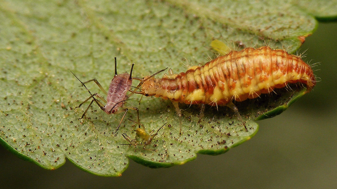 Larva of Chrysoperla carnea s.l. having lunch  Chrysoperla,Chrysoperla carnea,Chrysopidae,Common green lacewing,Jane's garden,Larva,Neuroptera,nl: Goudoogje,predation