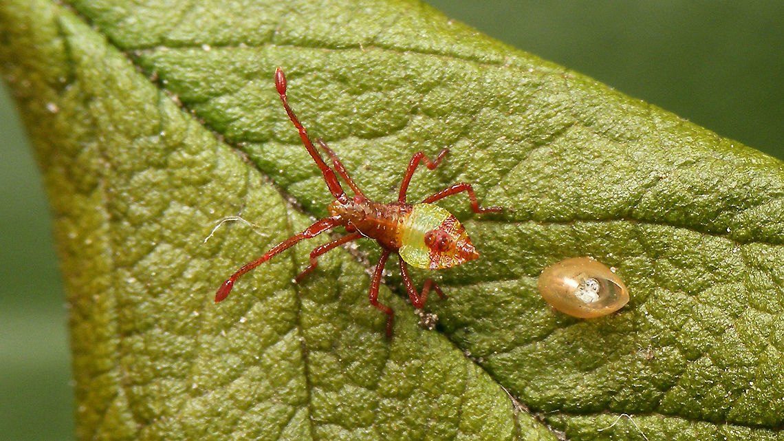 Elvis has left the building Nymph that emerged from the egg shown below. Did take about two more days after all. This image was taken no more than one hour after emerging (missed that moment *rolleyes*).<br />
<figure class="photo"><a href="https://www.jungledragon.com/image/95259/almost_.html" title="Almost ..."><img src="https://s3.amazonaws.com/media.jungledragon.com/images/3043/95259_thumb.jpg?AWSAccessKeyId=05GMT0V3GWVNE7GGM1R2&Expires=1759968010&Signature=JrQZrWswBcshc6JlUvxM8UpoTJs%3D" width="200" height="114" alt="Almost ... Single egg of a Coreidae on a leaf of a rose, almost ready to hatch - through the egg shell you can already clearly recognize structures such as legs and head :o)<br />
<br />
Update:<br />
It did take about two more days for the nymph to emerge after all and I just missed that happening, but this image shows the still teneral nymph, together with the empty egg:<br />
https://www.jungledragon.com/image/95365/elvis_has_left_the_building.html<br />
Close-up of empty egg shell:<br />
https://www.jungledragon.com/image/95366/gonocerus_acuteangulatus_-_empty_egg.html<br />
The same nymph, about half a day later - now in &quot;normal&quot; colours:<br />
https://www.jungledragon.com/image/95367/gonocerus_acuteangulatus_-_l1.html Coreidae,Coreoidea,Gonocerus,Gonocerus acuteangulatus,Heteroptera,Jane&#039;s garden,egg,nl: Smalle randwants,ovae" /></a></figure> Coreidae,Coreoidea,Gonocerus,Gonocerus acuteangulatus,Heteroptera,Jane's garden,egg,nl: Smalle randwants,nymph,ovae,teneral