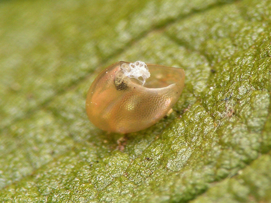 Gonocerus acuteangulatus - Empty egg For complete series see with this image:<br />
<figure class="photo"><a href="https://www.jungledragon.com/image/95259/almost_.html" title="Almost ..."><img src="https://s3.amazonaws.com/media.jungledragon.com/images/3043/95259_thumb.jpg?AWSAccessKeyId=05GMT0V3GWVNE7GGM1R2&Expires=1770854410&Signature=O%2BcDrrxgyNZJN8K8pIVVrAP5J4Q%3D" width="200" height="114" alt="Almost ... Single egg of a Coreidae on a leaf of a rose, almost ready to hatch - through the egg shell you can already clearly recognize structures such as legs and head :o)<br />
<br />
Update:<br />
It did take about two more days for the nymph to emerge after all and I just missed that happening, but this image shows the still teneral nymph, together with the empty egg:<br />
https://www.jungledragon.com/image/95365/elvis_has_left_the_building.html<br />
Close-up of empty egg shell:<br />
https://www.jungledragon.com/image/95366/gonocerus_acuteangulatus_-_empty_egg.html<br />
The same nymph, about half a day later - now in "normal" colours:<br />
https://www.jungledragon.com/image/95367/gonocerus_acuteangulatus_-_l1.html Coreidae,Coreoidea,Gonocerus,Gonocerus acuteangulatus,Heteroptera,Jane's garden,egg,nl: Smalle randwants,ovae" /></a></figure> Coreidae,Coreoidea,Gonocerus,Gonocerus acuteangulatus,Heteroptera,Jane's garden,egg,nl: Smalle randwants,ovae