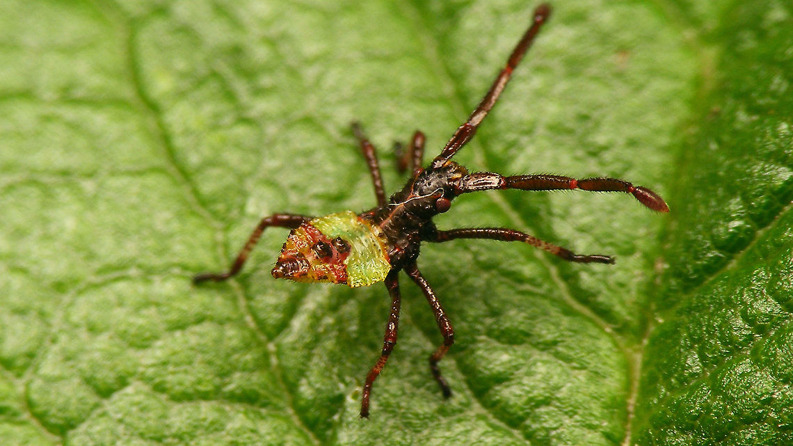 Gonocerus acuteangulatus - L1 First stadium nymph, about half a day after emerging from egg.<br />
For complete series see with this image:<br />
<figure class="photo"><a href="https://www.jungledragon.com/image/95259/almost_.html" title="Almost ..."><img src="https://s3.amazonaws.com/media.jungledragon.com/images/3043/95259_thumb.jpg?AWSAccessKeyId=05GMT0V3GWVNE7GGM1R2&Expires=1763596810&Signature=kXiJ%2BK3E5gLrX8Ab3jxVn6jZPmM%3D" width="200" height="114" alt="Almost ... Single egg of a Coreidae on a leaf of a rose, almost ready to hatch - through the egg shell you can already clearly recognize structures such as legs and head :o)<br />
<br />
Update:<br />
It did take about two more days for the nymph to emerge after all and I just missed that happening, but this image shows the still teneral nymph, together with the empty egg:<br />
https://www.jungledragon.com/image/95365/elvis_has_left_the_building.html<br />
Close-up of empty egg shell:<br />
https://www.jungledragon.com/image/95366/gonocerus_acuteangulatus_-_empty_egg.html<br />
The same nymph, about half a day later - now in &quot;normal&quot; colours:<br />
https://www.jungledragon.com/image/95367/gonocerus_acuteangulatus_-_l1.html Coreidae,Coreoidea,Gonocerus,Gonocerus acuteangulatus,Heteroptera,Jane&#039;s garden,egg,nl: Smalle randwants,ovae" /></a></figure> Coreidae,Coreoidea,Gonocerus,Gonocerus acuteangulatus,Heteroptera,Jane's garden,nl: Smalle randwants,nymph