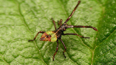 Gonocerus acuteangulatus - L1 First stadium nymph, about half a day after emerging from egg.
For complete series see with this image:
https://www.jungledragon.com/image/95259/almost_.html Coreidae,Coreoidea,Gonocerus,Gonocerus acuteangulatus,Heteroptera,Jane's garden,nl: Smalle randwants,nymph