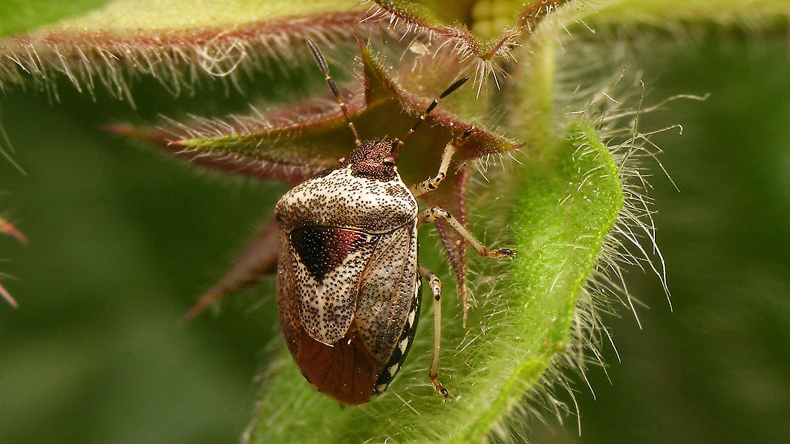 Stagonomus venustissimus  Eysarcorini,Eysarcoris,Eysarcoris venustissimus,Heteroptera,Jane's garden,Pentatomidae,Pentatominae,Stagonomus venustissimus,Woundwort shieldbug,nl: Andoornschildwants