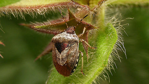 Stagonomus venustissimus  Eysarcorini,Eysarcoris,Eysarcoris venustissimus,Heteroptera,Jane's garden,Pentatomidae,Pentatominae,Stagonomus venustissimus,Woundwort shieldbug,nl: Andoornschildwants
